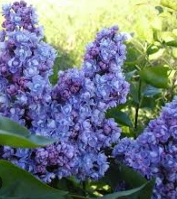 Сирень саженцы сортовая.