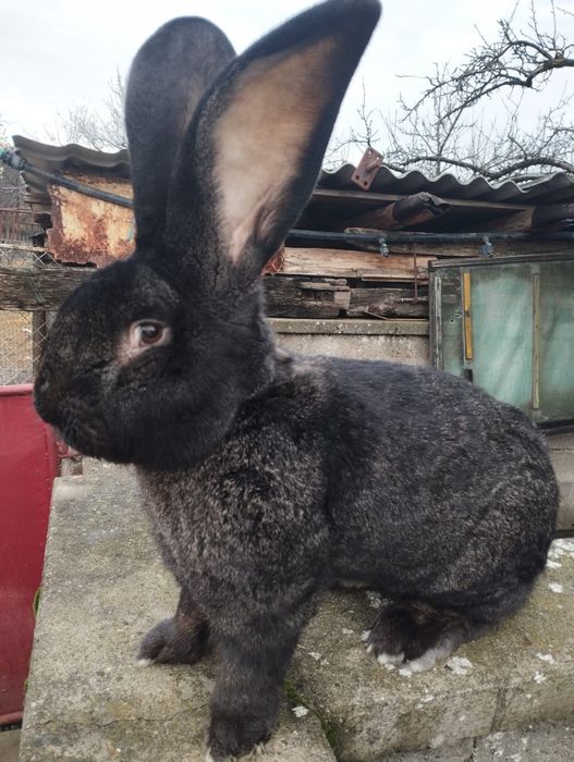 Uriaș german gri-fier