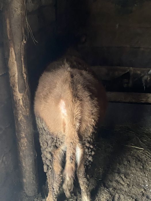 Продам 1,5 годовалого