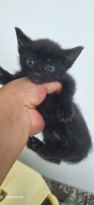 Красивые котята в добрые руки