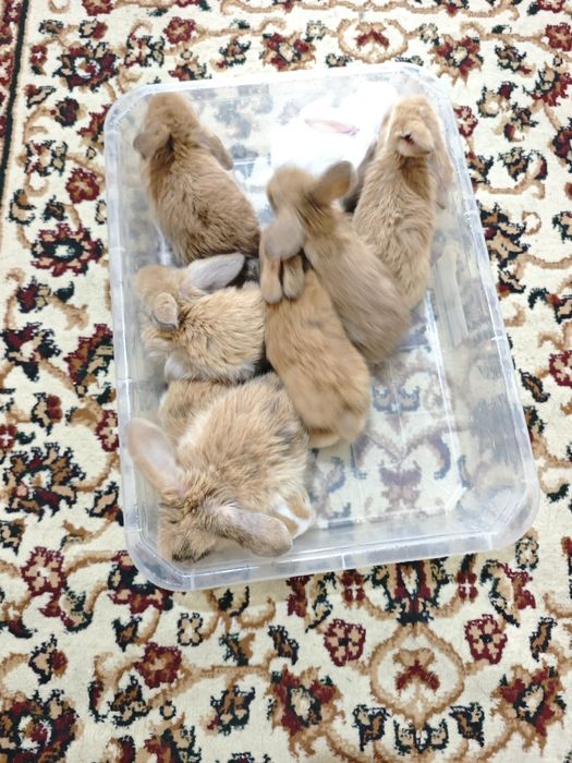 Куён сотилади баран