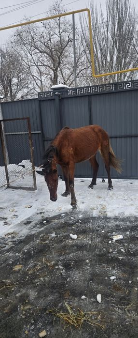 Продам кобылу жерёбую!