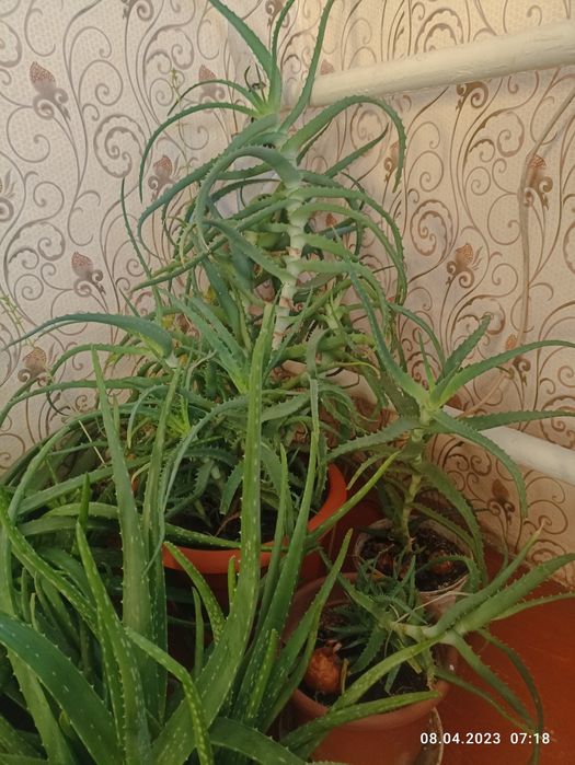 Продам  алое вера листьями и саженцами