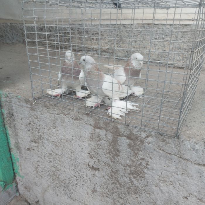 Сирени лет с игрой сталбом