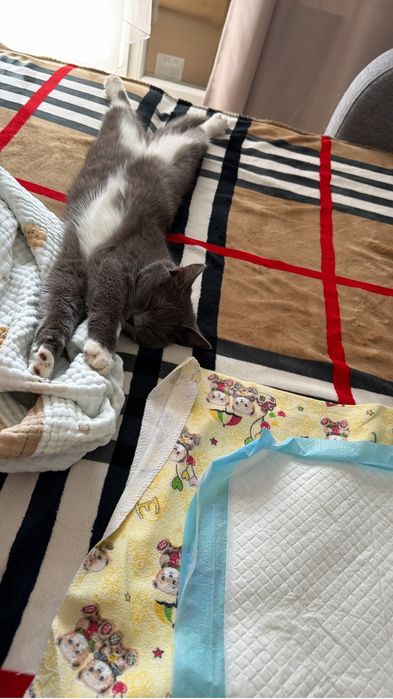 Отдам в добрые руки