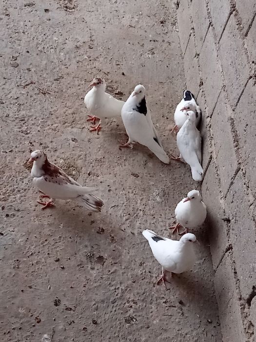 Жужалар сотилади