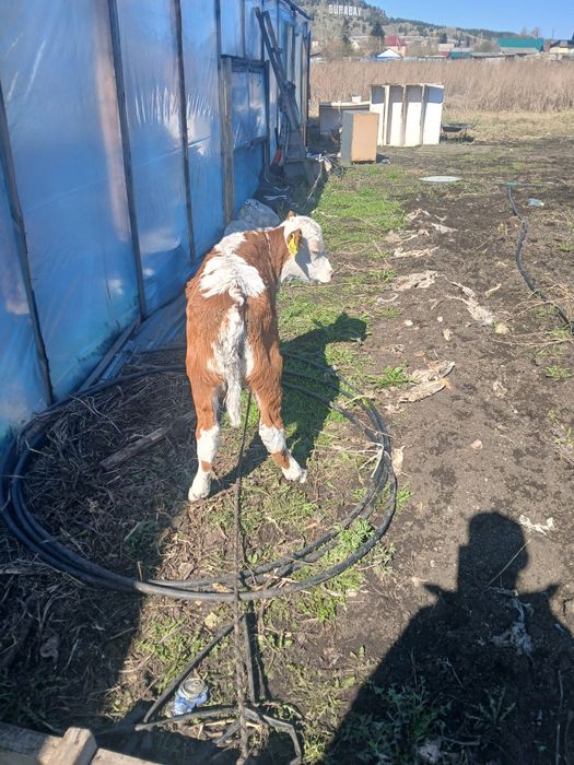 Телёнка 2 месяцев бұзау