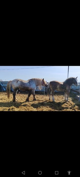 Продам кобылку советскую