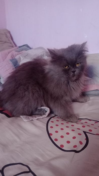 Скотиш страйт . Шиншила.