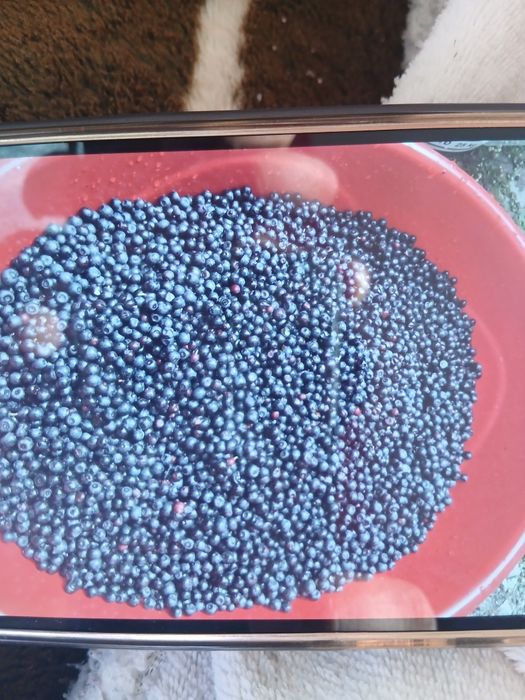 Vind afine de padure alese una si una prospete