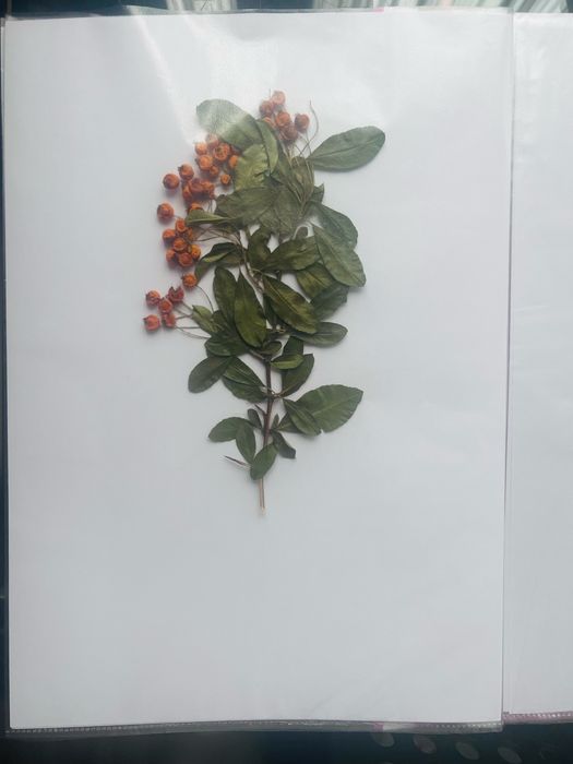 Хербарии за ученици по Биология