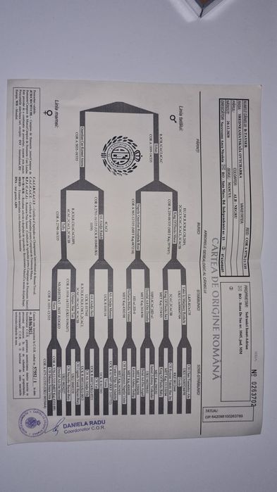 Vand mascul Asia centrala sau schimb pe oi