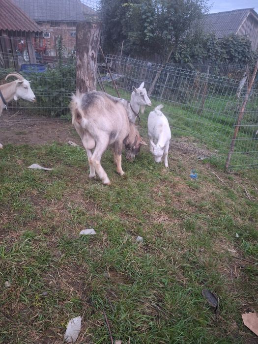 Tap tanar de prasila