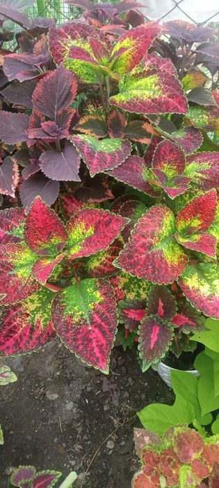 Продам  цветы колиусы