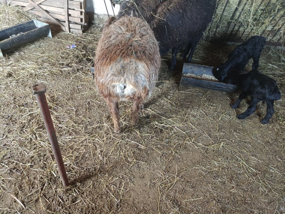 Продам кошкарчиков производителей