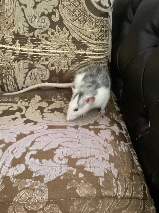 Маленькая девочка-крыска ищет заботливый дом