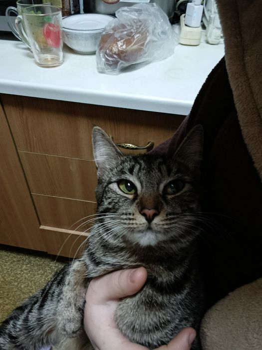 Срочно !!! Нужен кот!