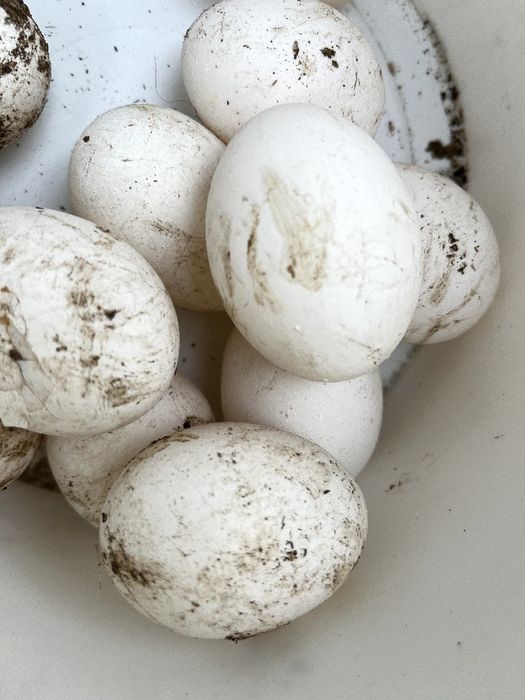 Куры несушки доставка по городу