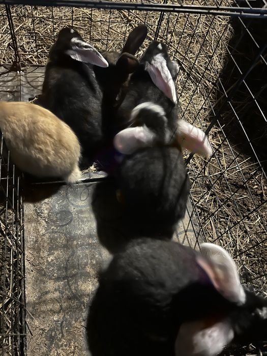 Крольчата француский баран 1месяц