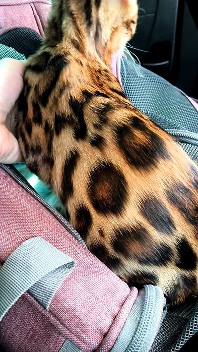 Леопардовые КОТЯТА!