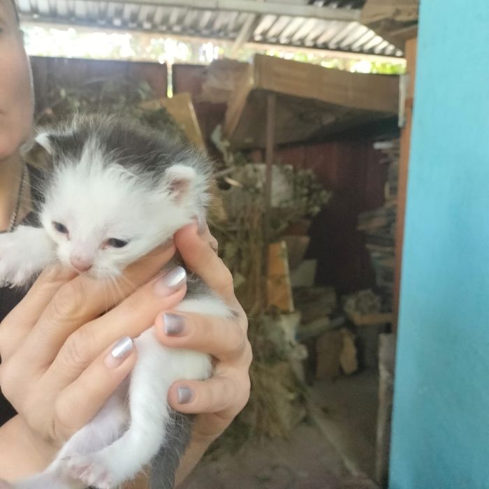 Отдам котят в хорошие руки