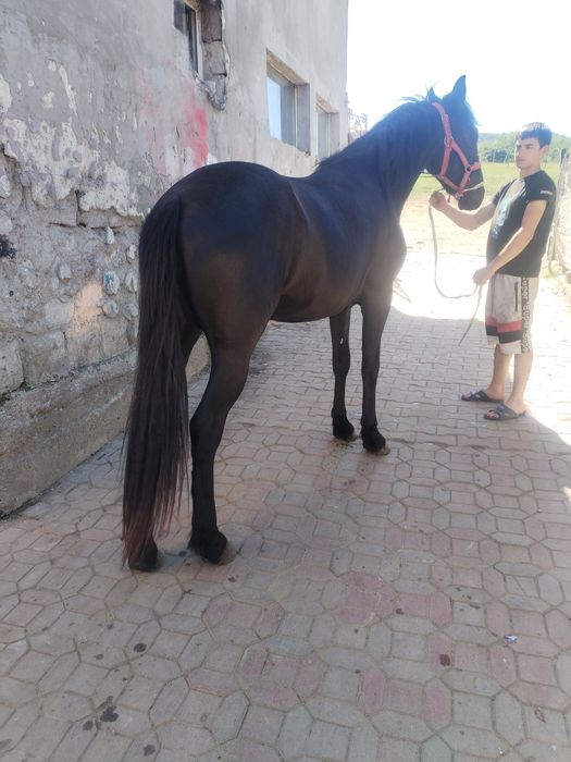 Vând mânză metis frizian de 2 ani și 3luni