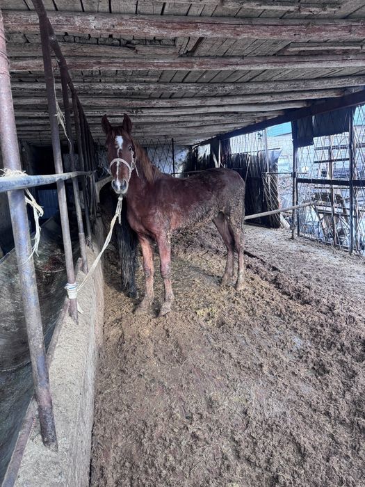 Тай.. Сатылады!! Лошадь