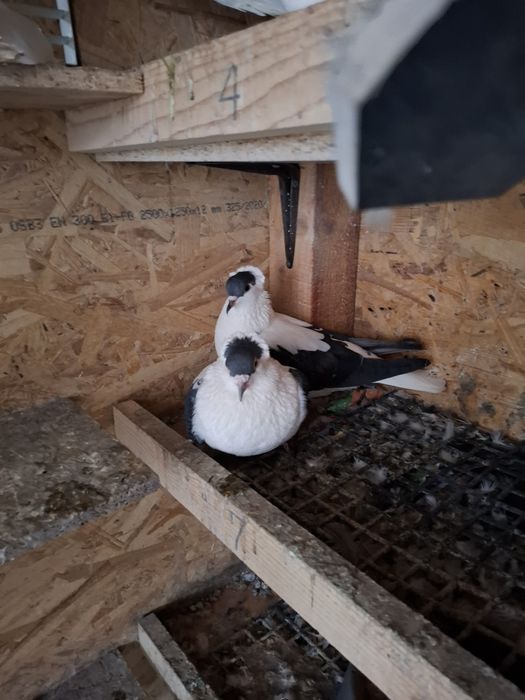 Vând porumbei de ornament