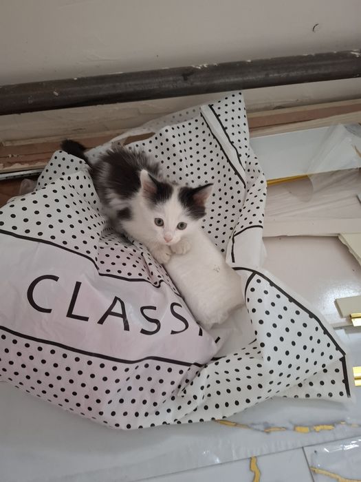 Котята, котята, марғау