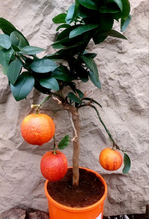 Апельсин Аркобалено