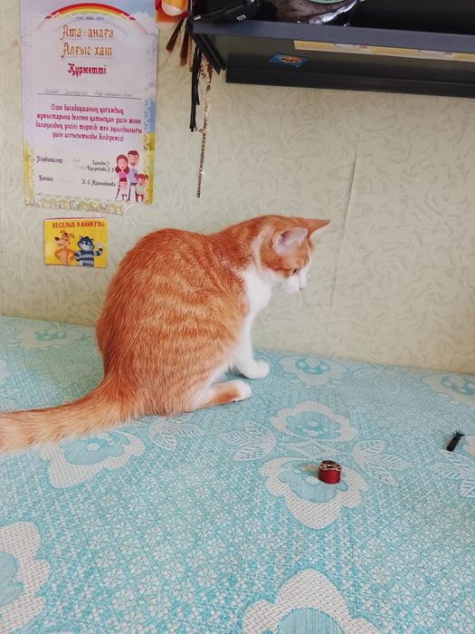 Отдам кошку в хорошие руки