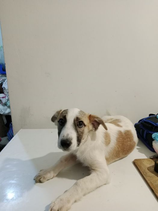 Щеночка будут не большие