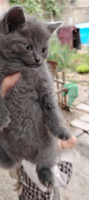 Продам срочно котят