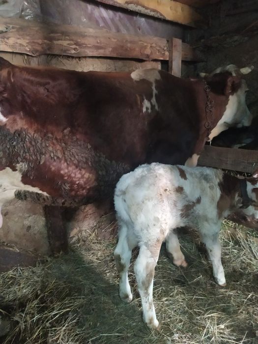 Vand  vacă cu vițel