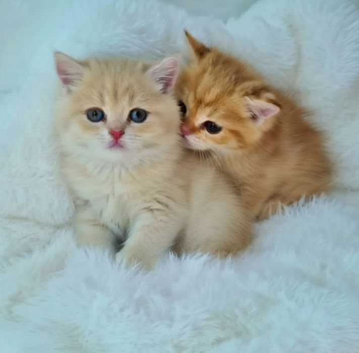 БриТансКие КотЯта