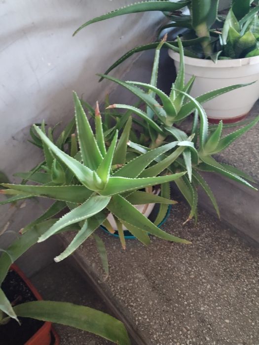Plante de apartament.