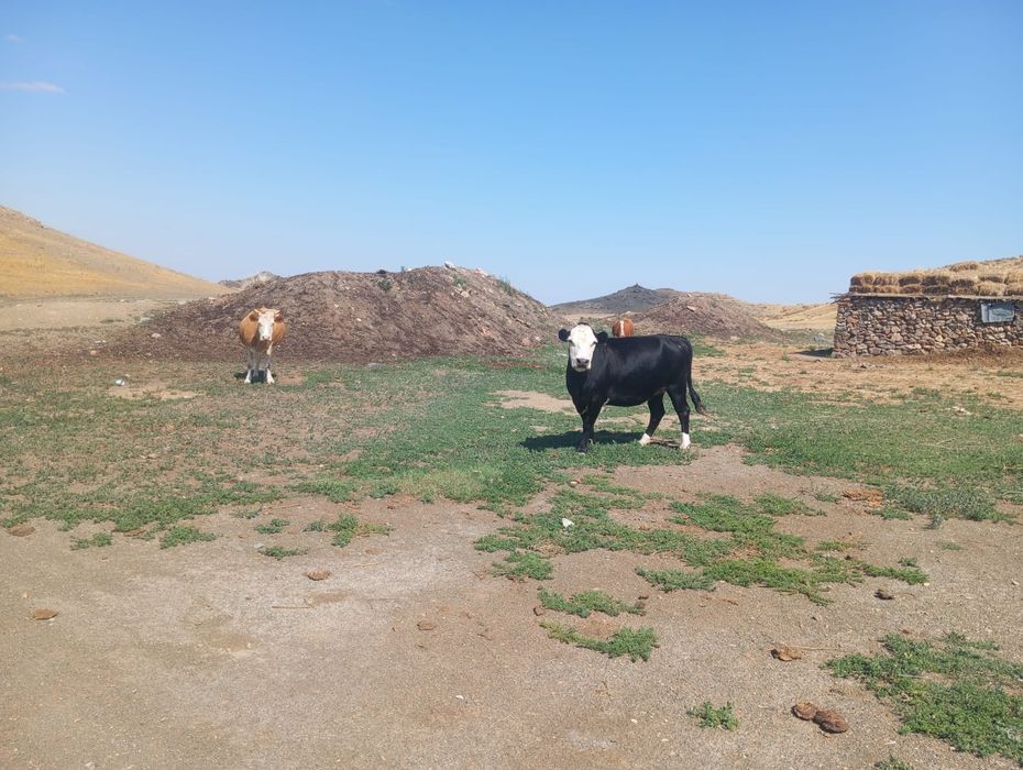 Соғымға Туу сиырлар сатамын