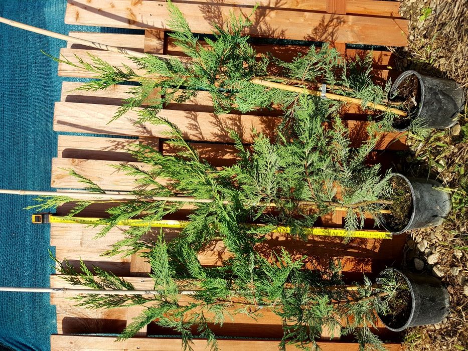 Cupressocyparis Leylandii 60-80 cm gard viu cu crestere rapida