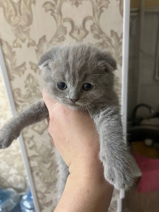 Маленький котенок