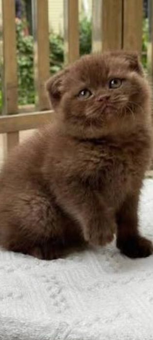 Scottish fold ciocolata!!!