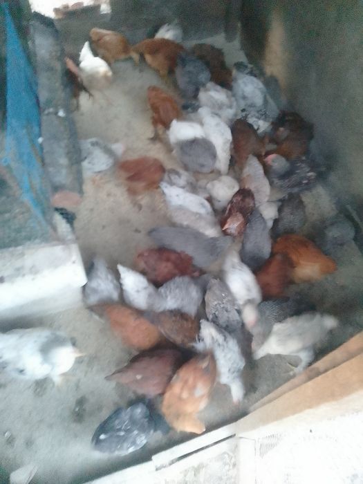 Pui de găină de țară