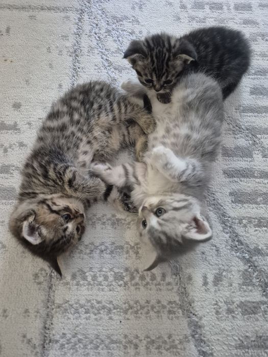 Британцы, 1.5 месяца