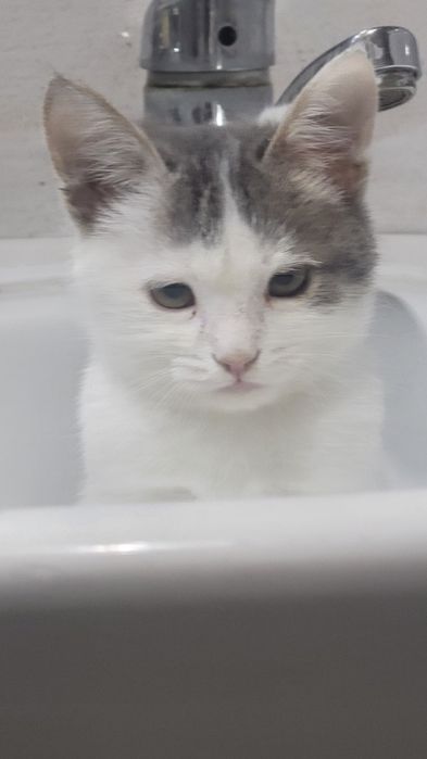 Sinyarita sotiladi  tozza mushuk doim yuvib taralgan