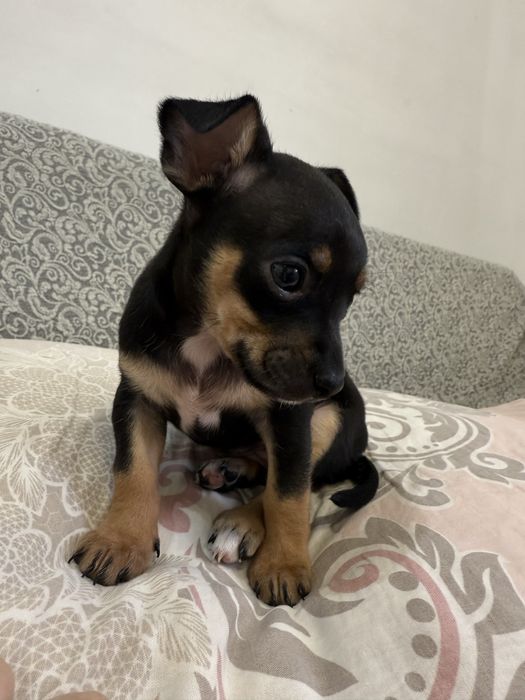 Той терьер, продам щенка