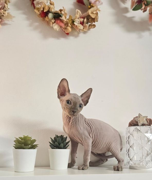 Baietel sphynx/sfinx  deosebit