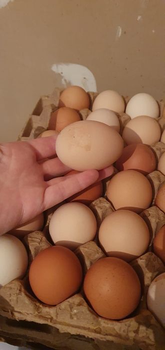 Натуральные, домашние куриные яйца