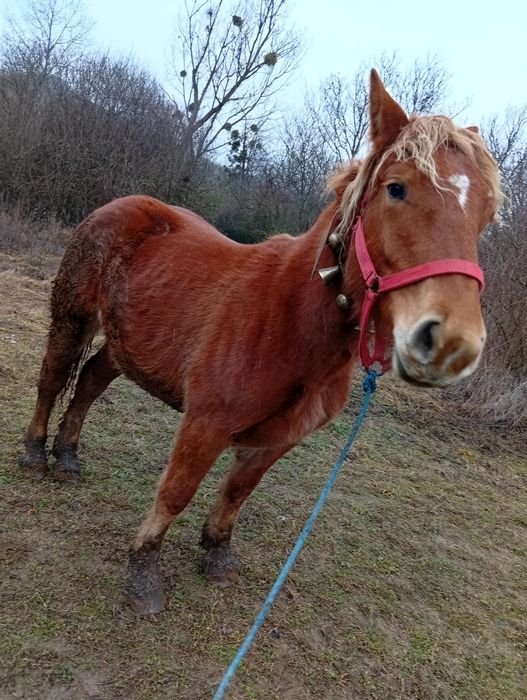 De vzare Mânzâ de onani múlté detali telefoni