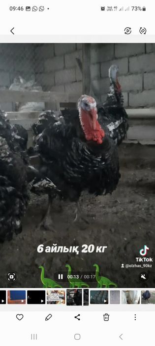 Индук ундік Индюк