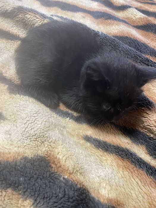 Подкинули котенка.