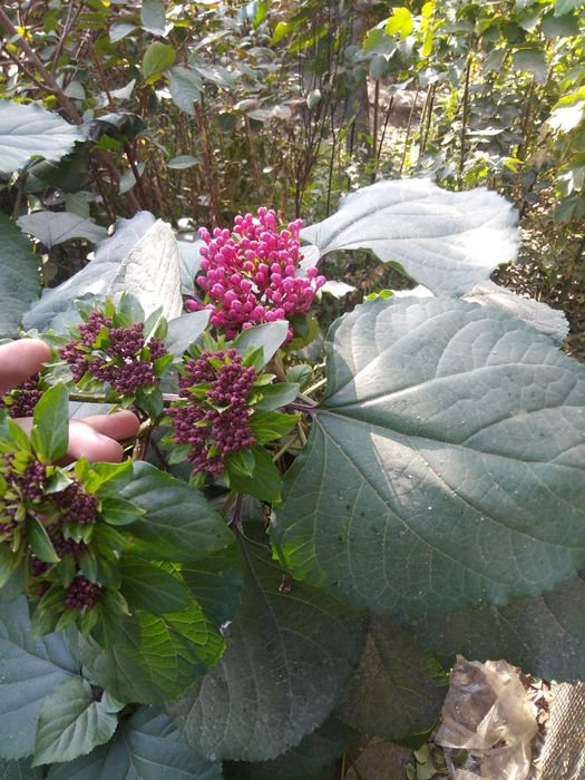 Manzaralik gul daraxtlar